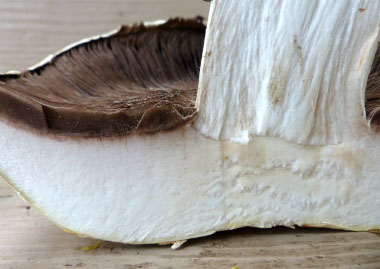 Agaricus bitorquis